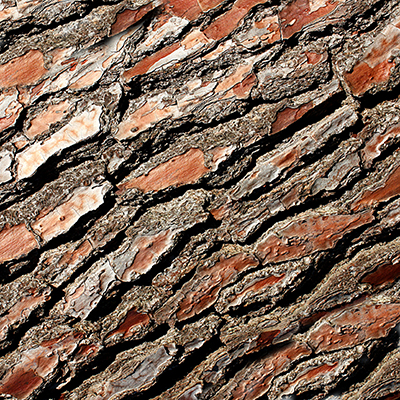 Close up of the bark of a conifer
